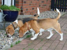 Beagles Odetta udn KAiba vor dem Deckakt in Bad Schwartau